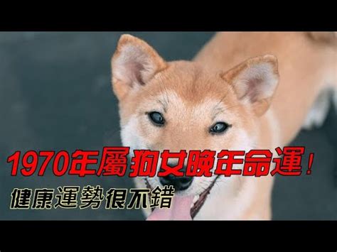 屬狗 2023 盛的意思